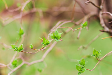 Blooming buds on the trees. New life of nature