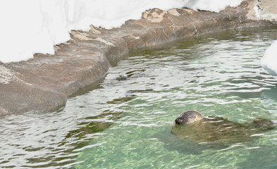 Fototapeta premium sea ​​lion or seal soaking on water in snow background