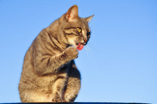 Blue tabby cat licking her paw in evening sun, with a blue sky background