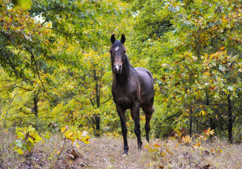 Dark bay Arabian horse looking at the viewer, standing in the middle of autumn trees