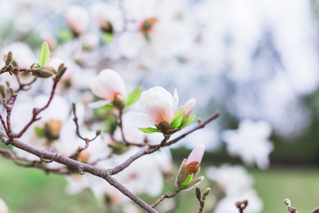 Blossoming delicate pink magnolia