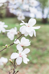 Magnificent flowering magnolia