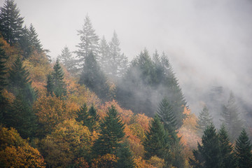 Autumn Mist