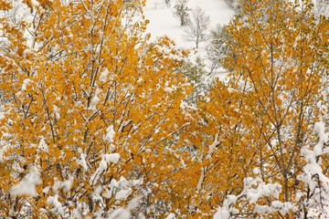Beautiful autumn landscape with yellow trees and sun. Colorful foliage in the park. Falling leaves natural background 