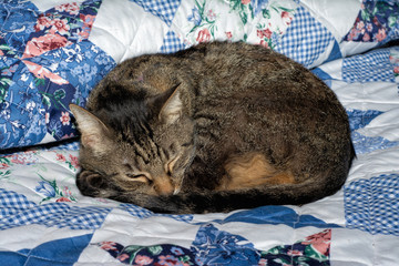 Brown tabby cat curled up and asleep on a bed - Powered by Adobe