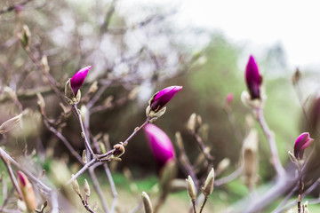 Magnolias are going to bloom