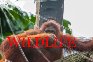 The text Wildlife on the broken glass. The background is slightly blurred. Wildlife Conservation Concept