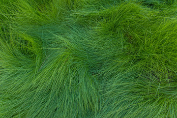Swirling Grass