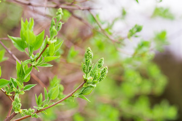 Buds on the trees close up
