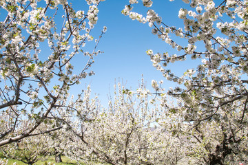 Cherry blossoms in springtime