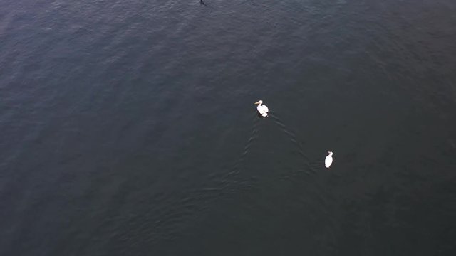 Pelican birds swimming towards the dam in lake Perris California