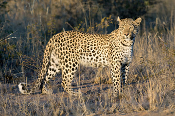 Leopard in afternoon light