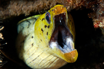 Eel