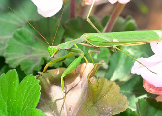 mantis a slender predatory insect