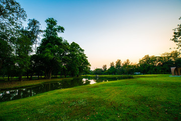 Green park sunset with meadow and tree