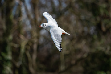 Fototapeta premium Black Headed Gull in Flight in Winter