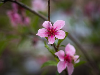 blooming pink flowers of a peach tree in a garden on March