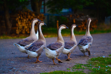 Geese, geese ha ha ha