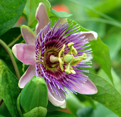 blue passion flower