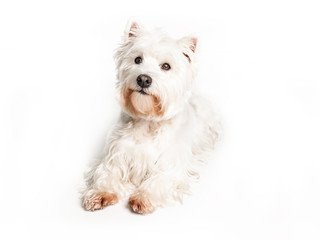 A West highland white terrier Dog Isolated on White Background in studio