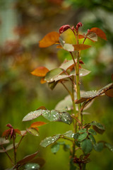 Naklejka na ściany i meble raindrops on greeny-orange leaves of the rose bush. Spring, March.