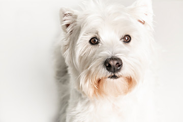 A West highland white terrier Dog Isolated on White Background in studio