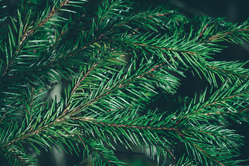 Christmas fir tree background with copy space. Fir tree branches texture.