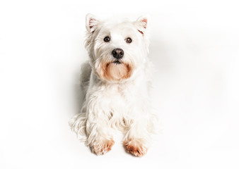 A West highland white terrier Dog Isolated on White Background in studio