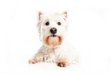 A West highland white terrier Dog Isolated on White Background in studio