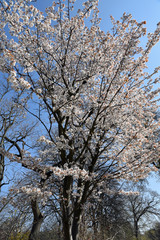 Fototapeta premium Cerisier en fleurs