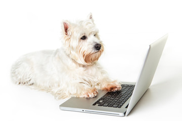 A Westie dog and laptop computer, isolated on white background
