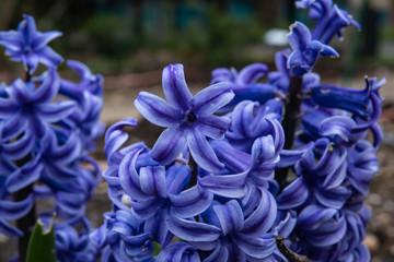 Blue Hyacinth Flowers in Bloom in Winter