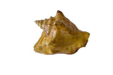 Seashell. Isolated image