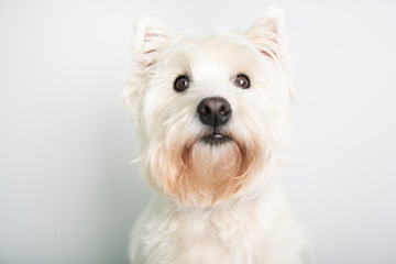 A West highland white terrier Dog Isolated on White Background in studio