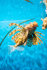 Colorful of Common Lionfish (Turkeyfish, Red Lionfish) Pterois volitans in tropical coral reef