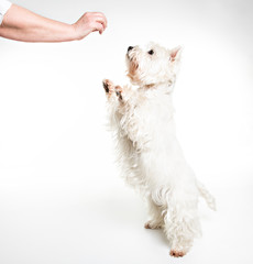 A West highland white terrier Dog Isolated on White Background in studio with senior give food