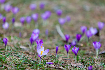 Flowering crocus in early spring