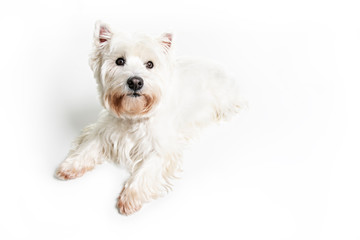 A West highland white terrier Dog Isolated on White Background in studio