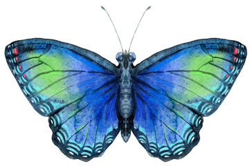 Watercolor blue butterfly with green spots, isolated on white