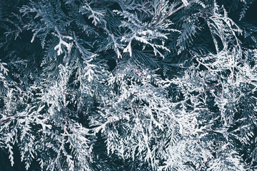 Christmas fir tree blue background with copy space. Fir tree branches texture.