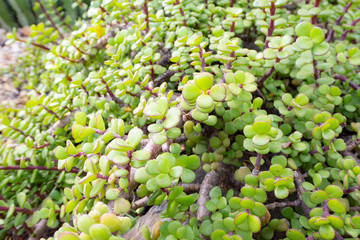 Green Jade Succulent Plant Texture