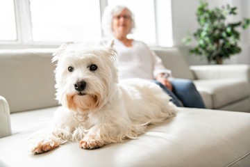 The Therapy pet on couch next to elderly person in retirement rest home for seniors