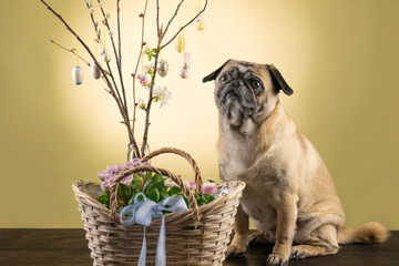 Ein kleiner Hund (Mops) betrachtet einen Osterstrauß. Im Vordergrund stehen Frühlingsblumen...