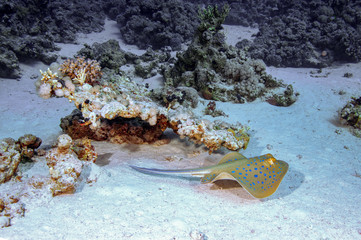 Sting Ray 