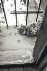 tabby cat resting lying on a balcony