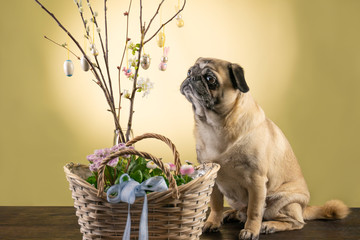 Ein kleiner Hund (Mops) betrachtet einen Osterstrauß. Im Vordergrund stehen Frühlingsblumen...