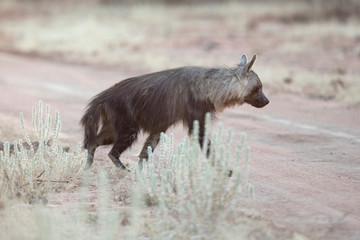 Brown hyena