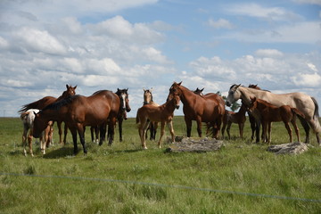 herd of horses with colts