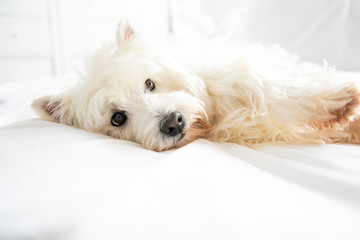 Dog photo shoot at home. Pet portrait of West Highland White Terrier dog lying on bed