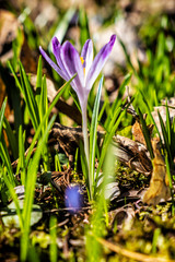 Blooming crocus flowers in springtime